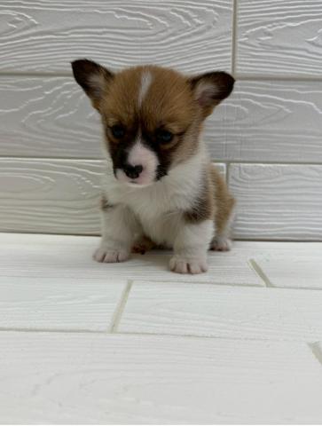 ウェルシュコーギーペンブローク