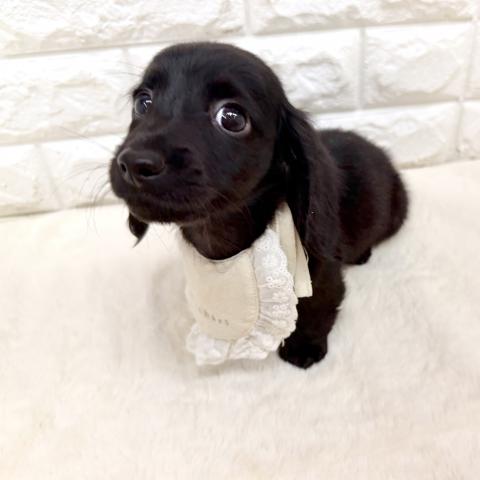 ミニチュアダックスフンド