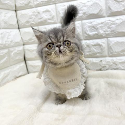 エキゾチックショートヘアー