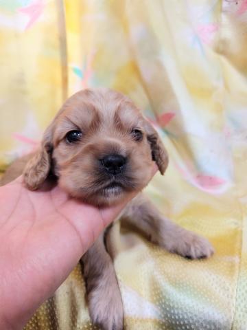 アメリカンコッカースパニエル