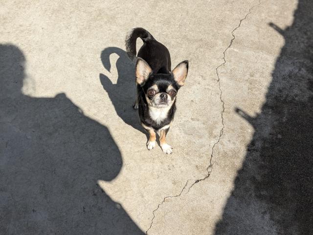 チワワ（スムースコート）