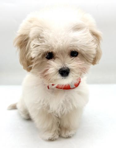 MIX犬（マルチーズ×チワワ）