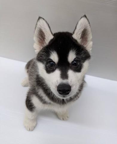 シベリアンハスキー