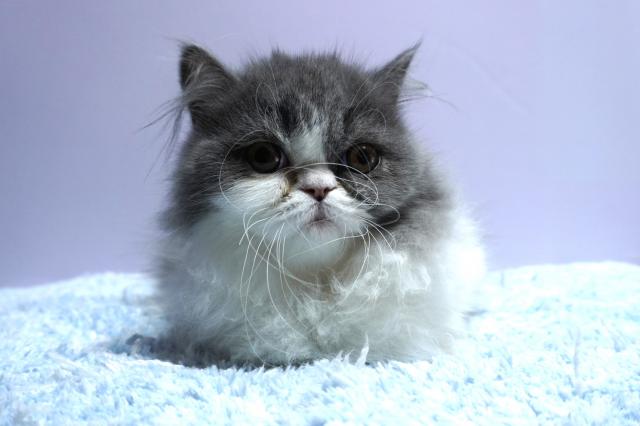 ミヌエット(旧ナポレオン)