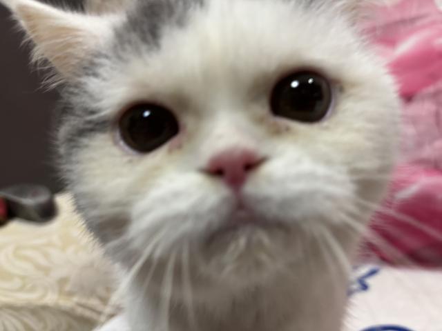 ミヌエット（旧ナポレオン）