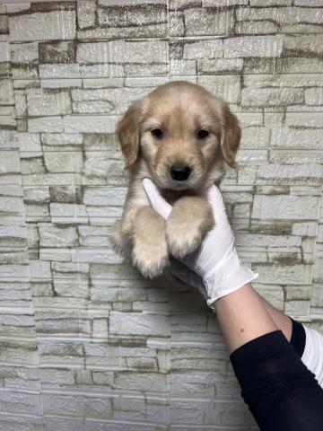 ゴールデンレトリーバー2388