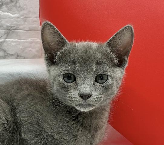 ロシアンブルー