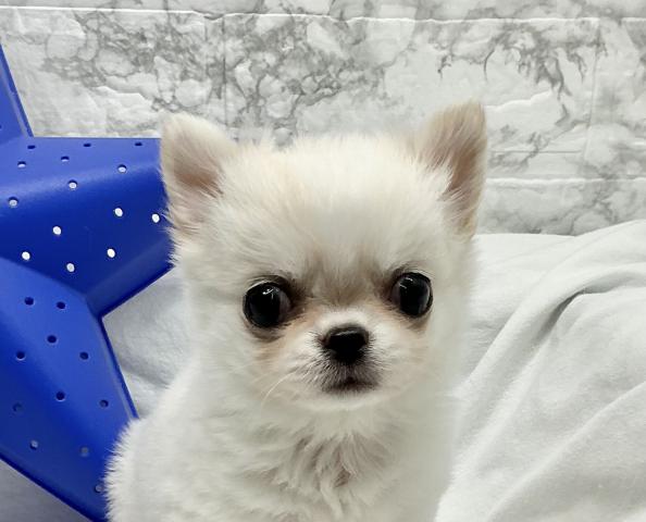 チワワ（ロングコート）