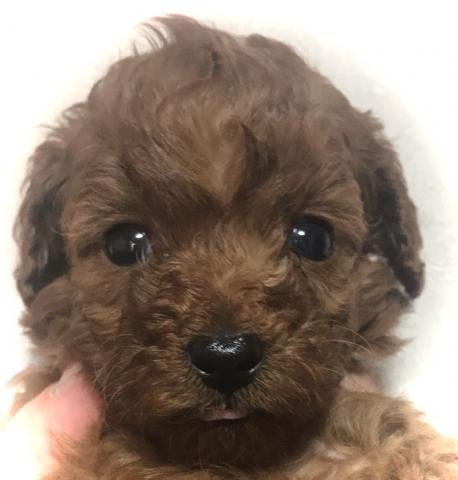 トイプードル超サプライズ特価の子⭐️《プレミアクラス》のTカッププードル⭐️憧れのTカップがお得にお迎えできます💕プライスはご遠慮なくご相談くださいね💕