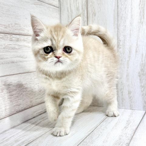 ミヌエット（旧ナポレオン）