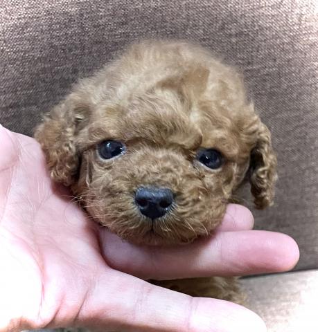 トイプードル超×2サプライズ特価の子⭐️めちゃ可愛いタイニーサイズのトイプードル⭐️濃いめレッドの可愛い子💕超×2お得にお迎えできます💕プライスはご遠慮なくご相談くださいね💕