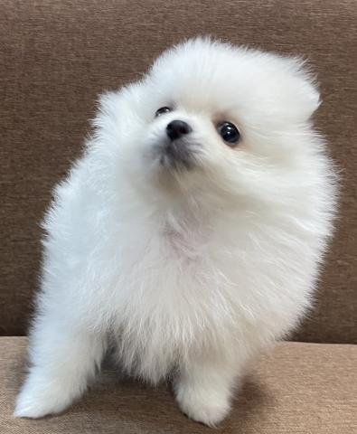 ポメラニアン超×2サプライズ特価の子《プレミアクラス》のポメラニアン💕プライスはご遠慮なくご相談くださいね💕