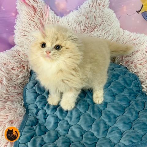 スコティッシュフォールド