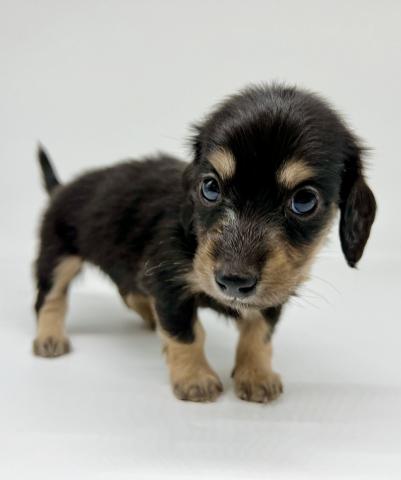 ミニチュアダックスフンド