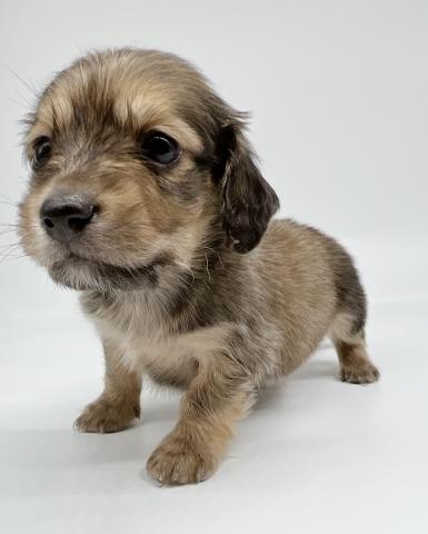 ミニチュアダックスフンド