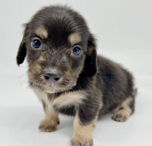 ミニチュアダックスフンド