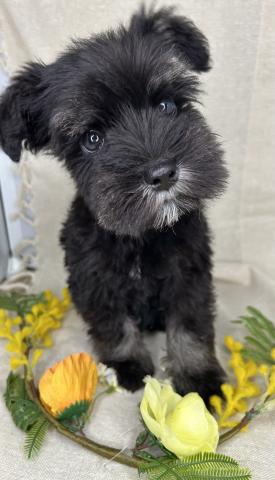 ミニチュアシュナウザー