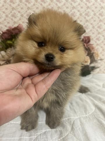 ポメラニアン