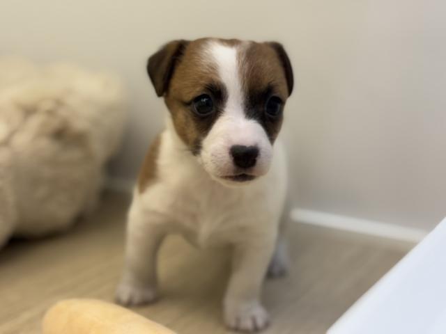 ジャックラッセルテリア