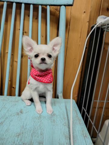 チワワ（ロングコート）