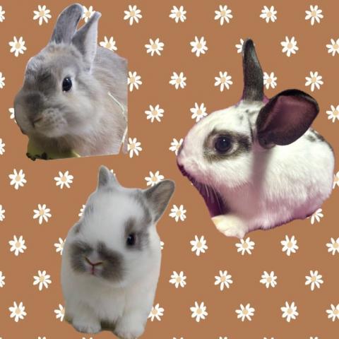 ロップイヤーmix(立ち耳)