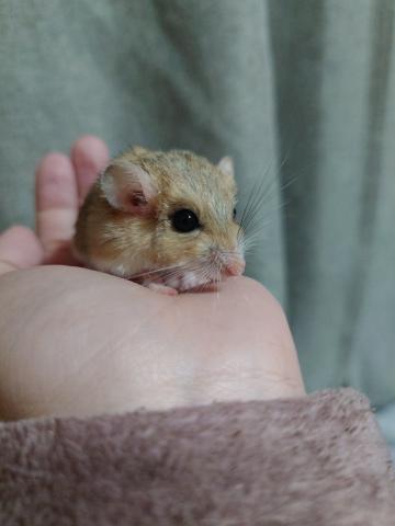 ファットテールジャービル