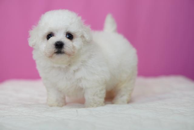 ビションフリーゼ