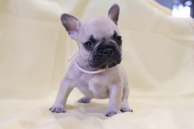 フレンチブルドッグ