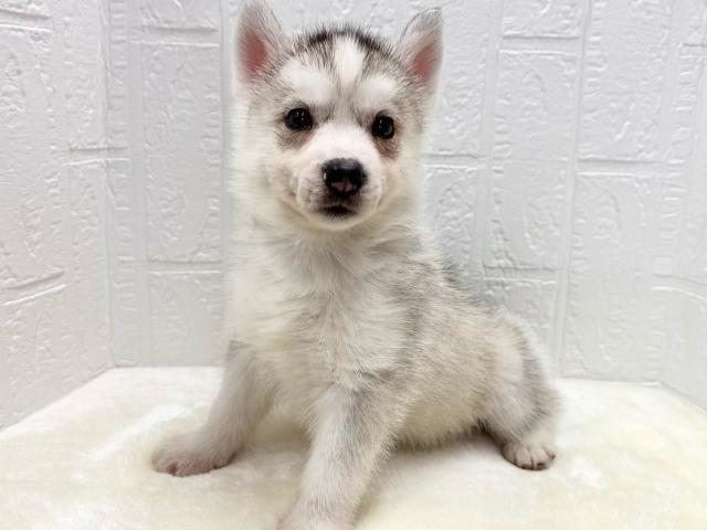 シベリアンハスキー