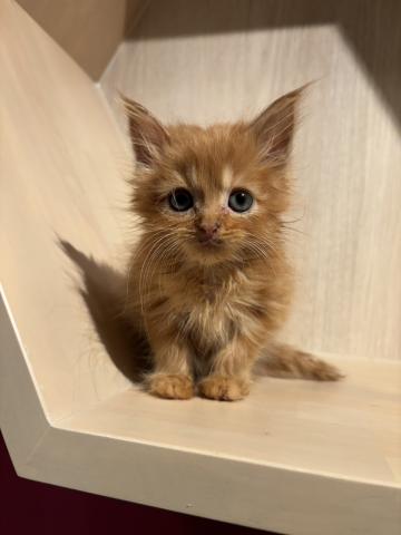 スコティッシュフォールド0763