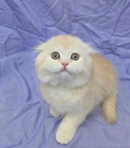 スコティッシュフォールド