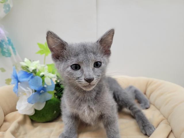 ロシアンブルー