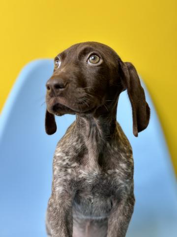 ジャーマンショートヘアーポインター0470