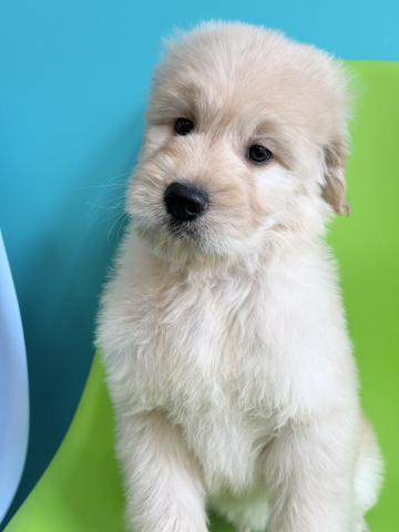 MIXゴールデンドゥードル0660