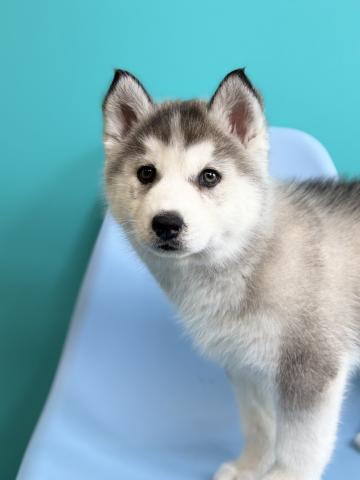 シベリアンハスキー9657