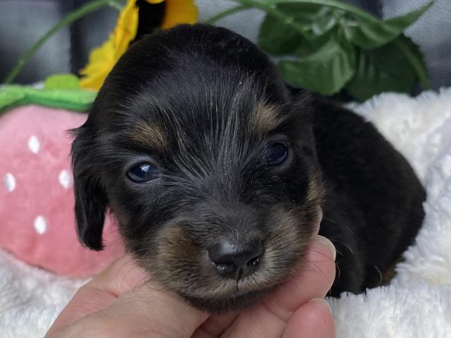 ミニチュアダックスフンドロング