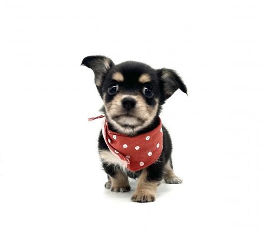 チワワ×Kダックス