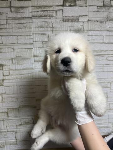 グレートピレニーズ6025