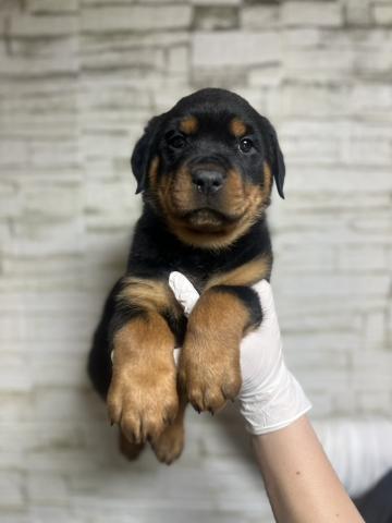 ロットワイラー7241