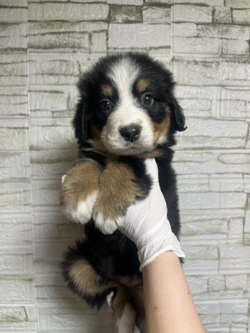 バーニーズマウンテンドッグ6327