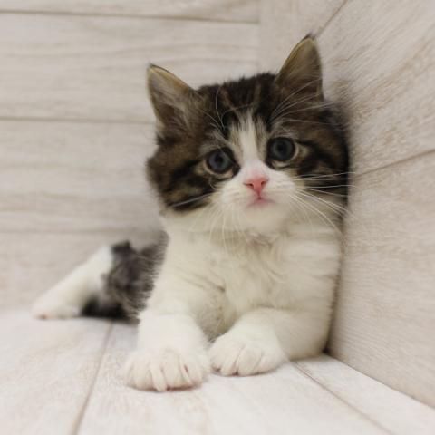 スコティッシュフォールド