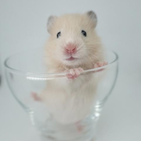 シリアンハムスター(キンクマ長毛)