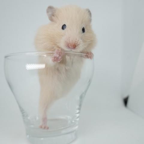シリアンハムスター(キンクマ長毛)