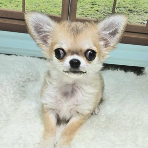 チワワ（ロングコート）