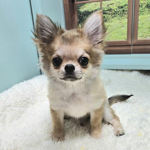 チワワ（ロングコート）