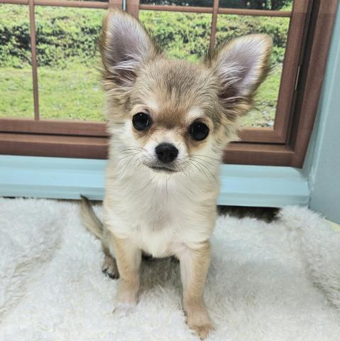 チワワ（ロングコート）