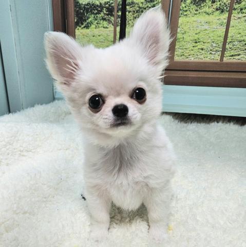 チワワ（ロングコート）