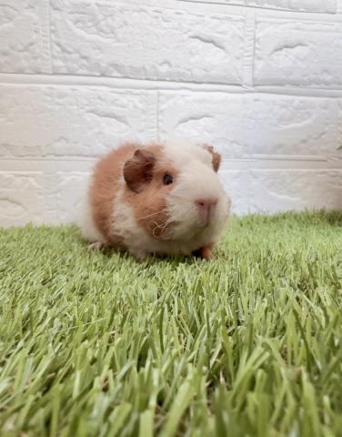 テディモルモット