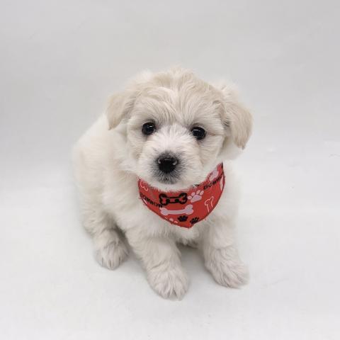 MIXビションフリーゼ×ポメラニアン