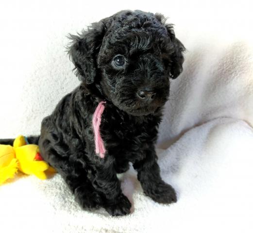 MIXボードゥードル：ココ